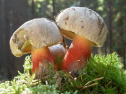 Waldpilze essbar &raquo; Waldpilze Essbar &raquo; schoenfussroehrling